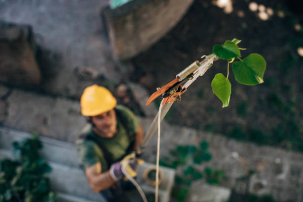 Best Storm Damage Tree Cleanup  in Springfield, KY